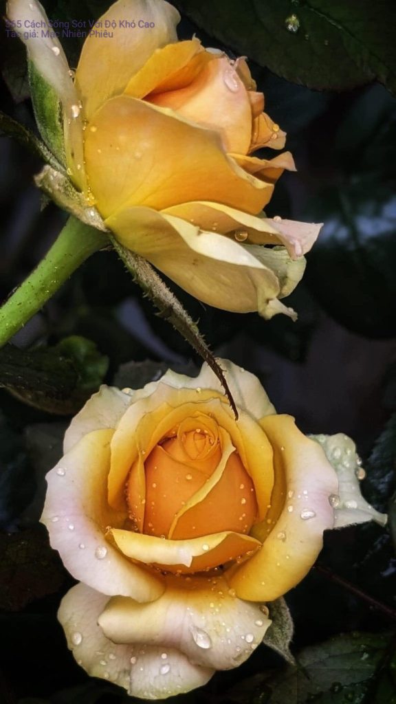 365 Cách Sống Sót Với Độ Khó Cao