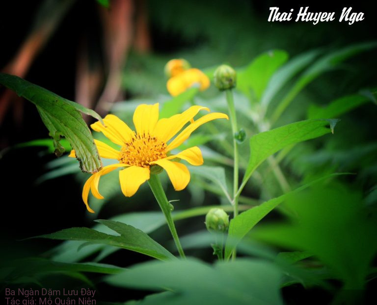 Ba Ngàn Dặm Lưu Đày