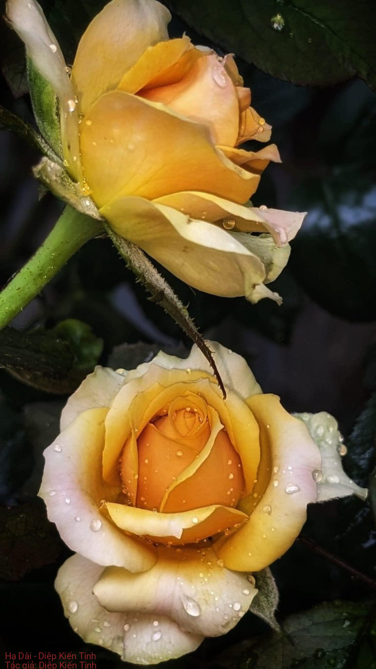 Hạ Dài – Diệp Kiến Tinh