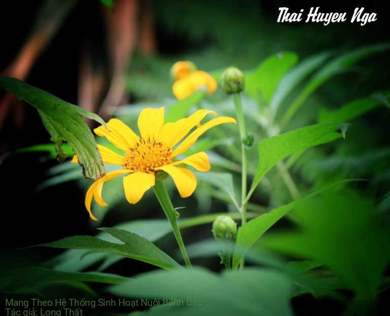 Mang Theo Hệ Thống Sinh Hoạt Nuôi Bánh Bao