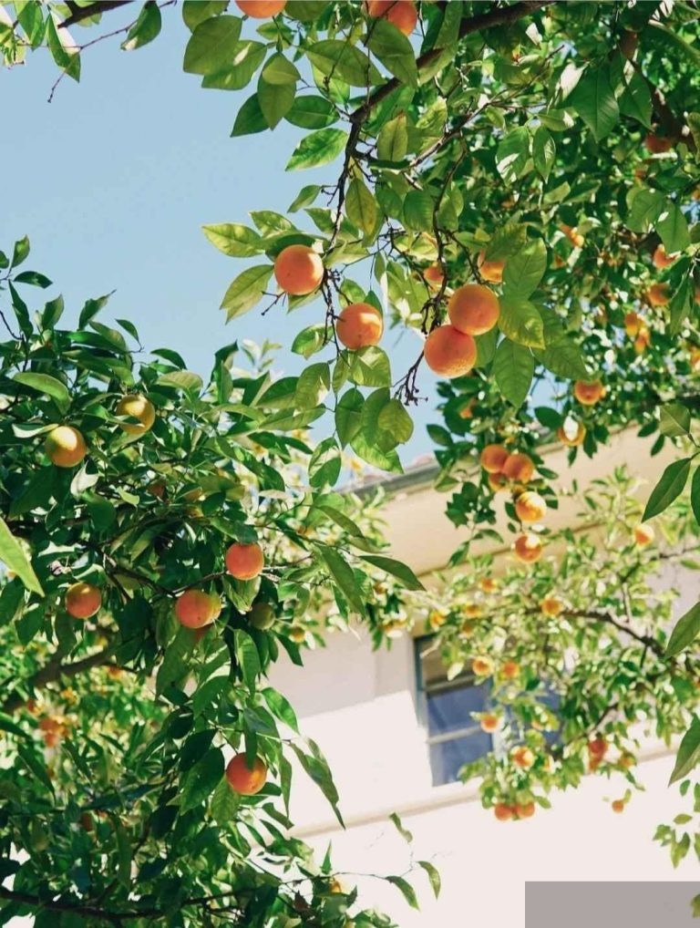 Mẹ chồng cùng tôi trọng sinh rồi!