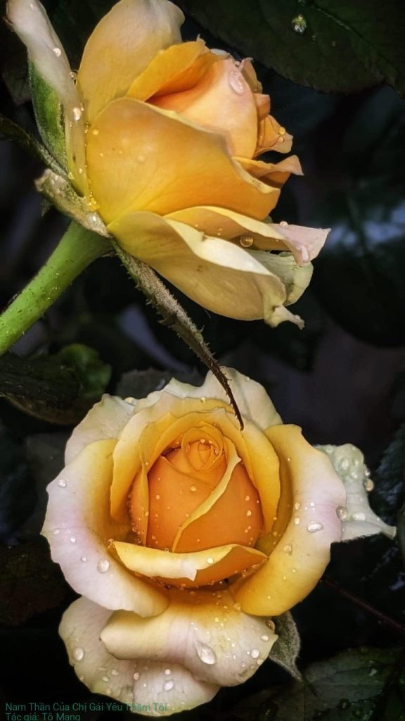 Nam Thần Của Chị Gái Yêu Thầm Tôi