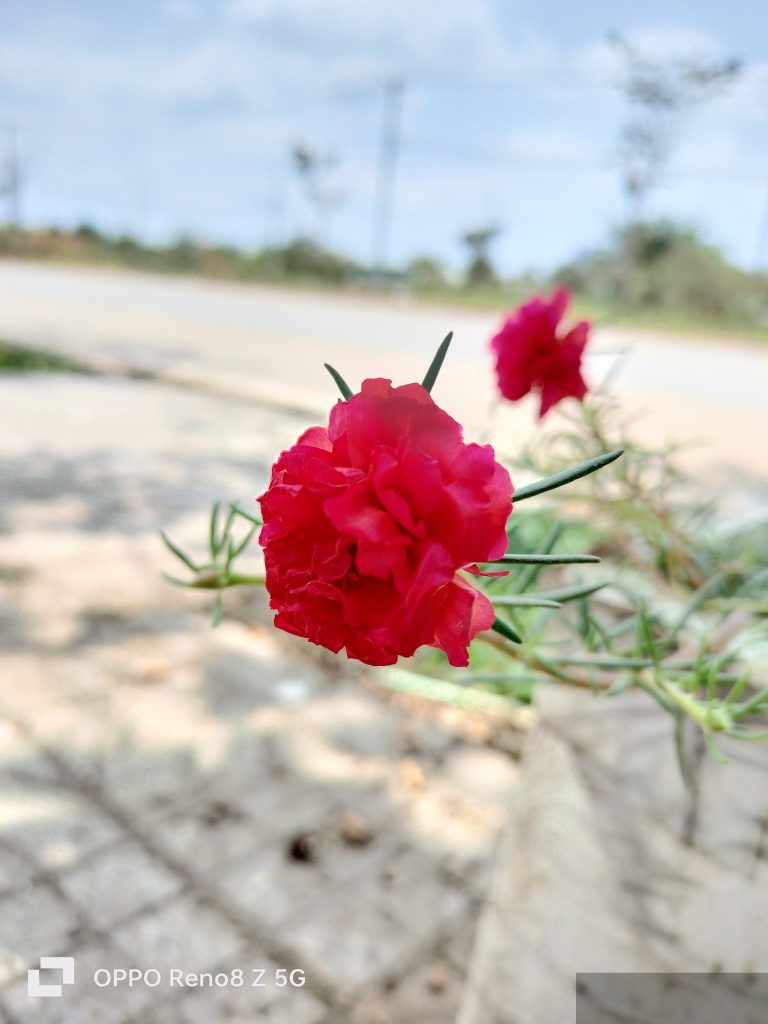 Nhật Hạ Vân Thính