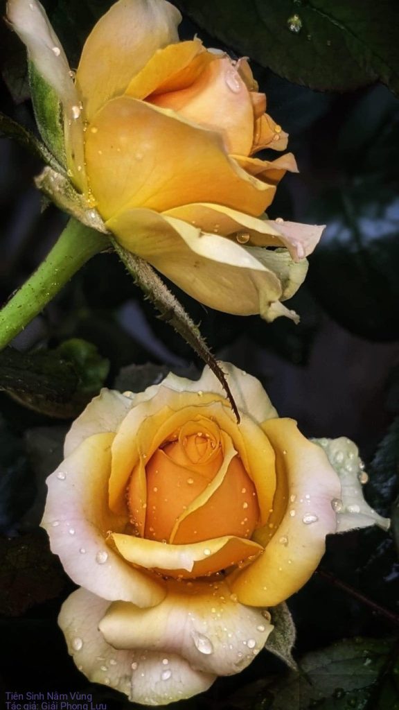 Tiên Sinh Nằm Vùng