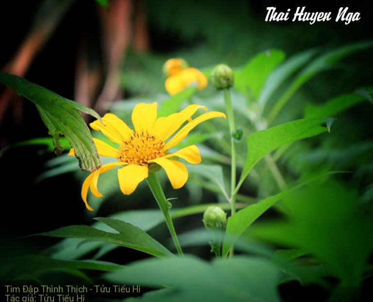 Tim Đập Thình Thịch – Tửu Tiểu Hi