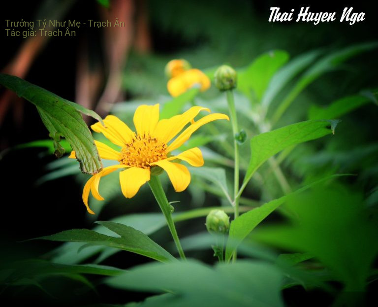 Trưởng Tỷ Như Mẹ – Trạch Ân