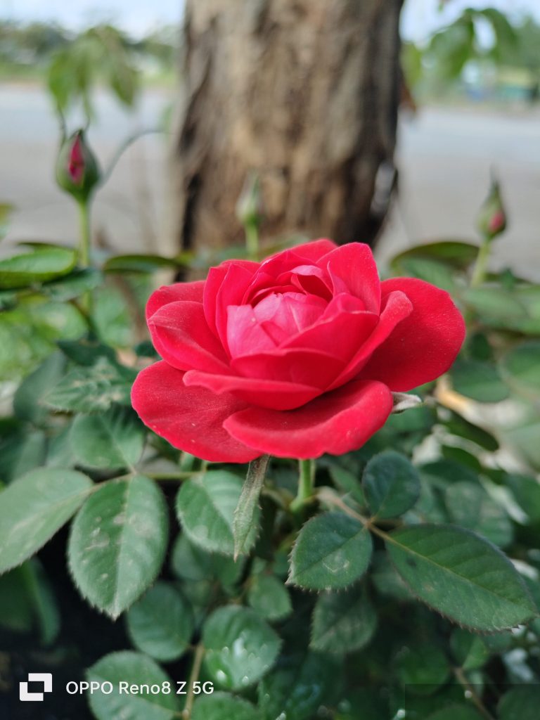 Xuyên Thành Mẹ Kế Của Phản Diện Thú Nhân